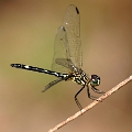 DRAGONFLY (Black)